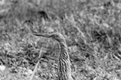 Close-up of a bird looking away