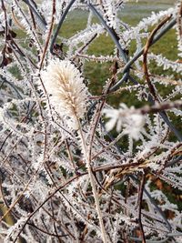 Close-up of plants