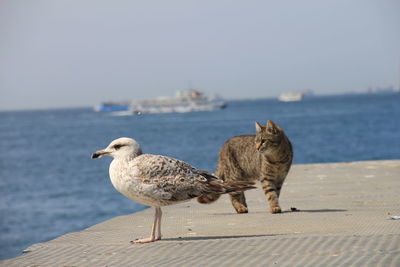 High angle view of seagulls on beach