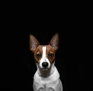 Portrait of a dog against black background