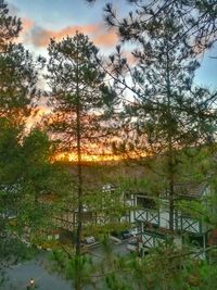 Scenic view of forest against sky during sunset