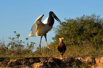 Two birds on the ground