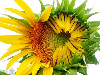 Close-up of sunflower