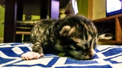 Cat resting on bed