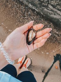 High angle view of hand holding clam at beach