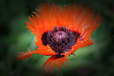 Close-up of red flowers