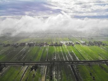 Aerial view of green paddy field