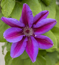 Close-up of purple flower