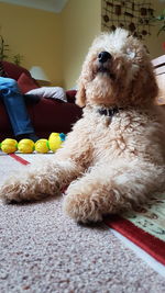 Dog relaxing on bed at home