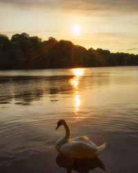 Swan swimming in lake during sunset