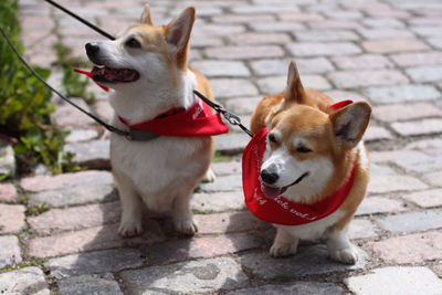 Close-up of dogs