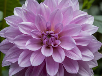 Close-up of pink dahlia