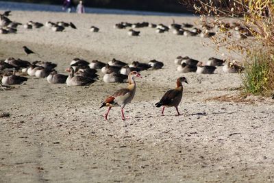 Flock of birds on beach