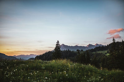 Scenic view of forest against sky at sunset