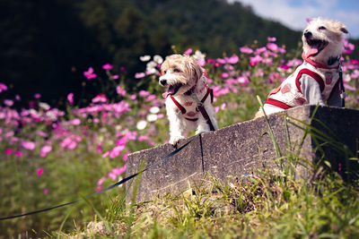 Portrait of dog running on field