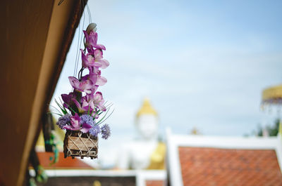 Close-up of purple flowering plant against sky