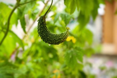 Close-up of bitter gourd hanging from tree