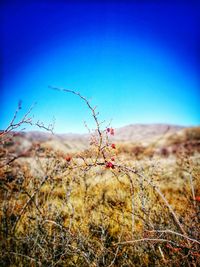 Scenic view of landscape against clear blue sky