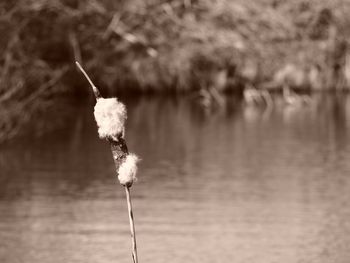 Close-up of plant against water