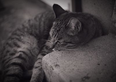 Close-up of cat sleeping