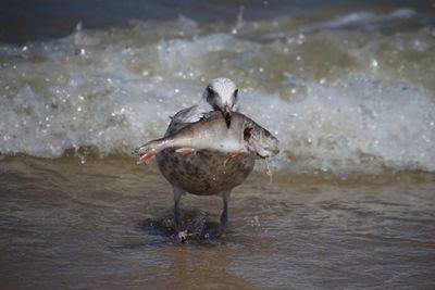 Bird flying over sea