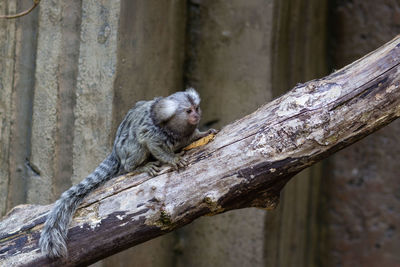 Monkey sitting on tree branch