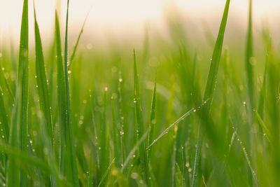 Close-up of wet grass on field during rainy season