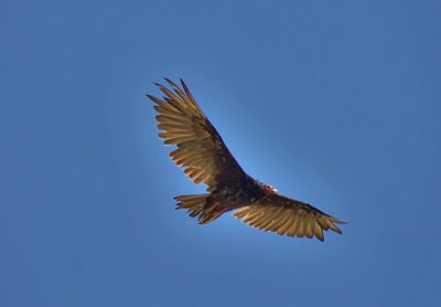Low angle view of birds flying against clear sky