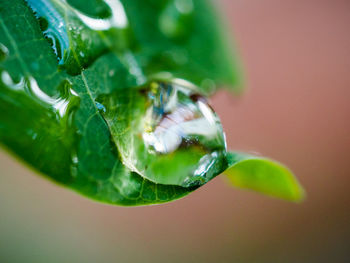 Macro shot of water drops on leaf