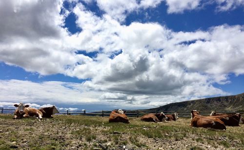 Cows grazing on field against sky