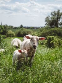 Sheep in a field