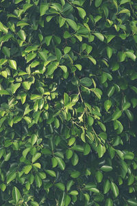 Full frame shot of green leaves