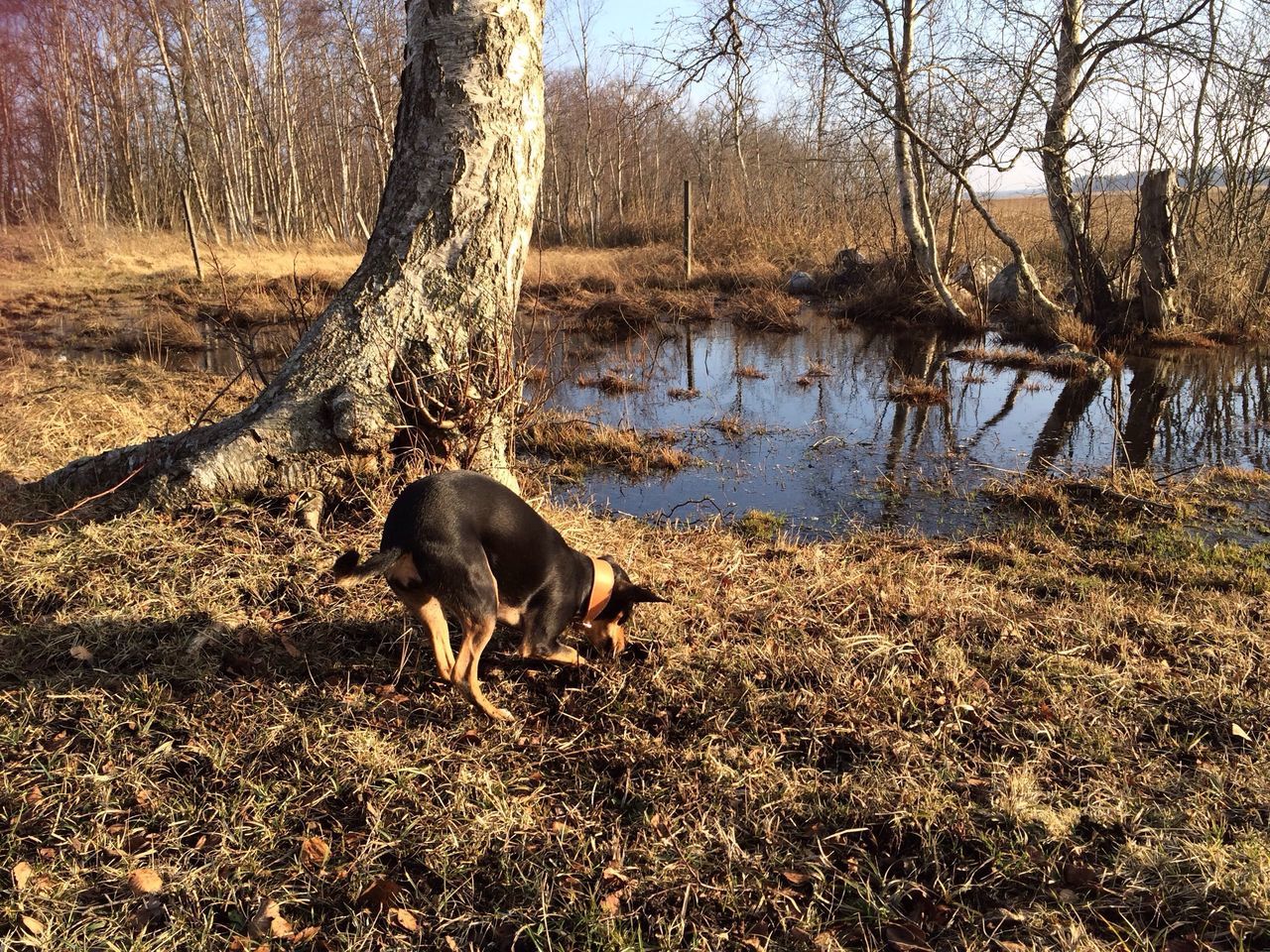 animal themes, dog, domestic animals, mammal, one animal, pets, water, lake, tree, grass, nature, tranquility, standing, full length, tranquil scene, reflection, lakeshore, river, day, riverbank