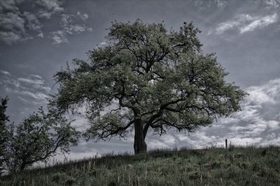 Trees on field against cloudy sky