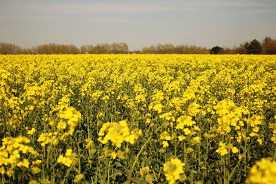 Sunflowers growing in field