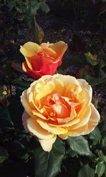 Close-up of rose flower