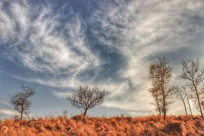 Bare trees on field against sky