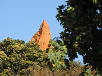 Low angle view of trees against clear sky