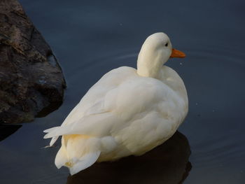 High angle view of duck swimming in lake