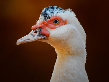 Close-up of a bird