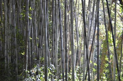 Full frame shot of bamboo trees in forest