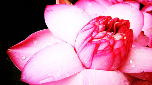 Close-up of wet pink flowers against black background