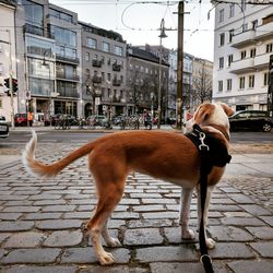 Horse on street against sky in city