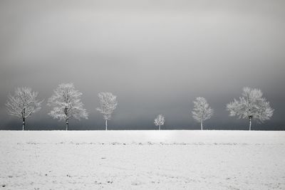 Trees in the dark