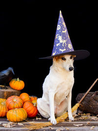 Close-up of dog on field