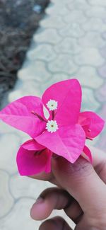 Close-up of hand holding pink flowering plant