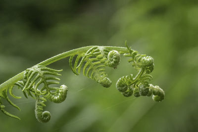 Close-up of fern plant