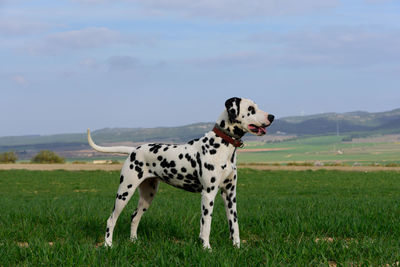 View of a dalmatian dog on field