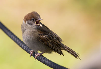 Close-up of bird perching