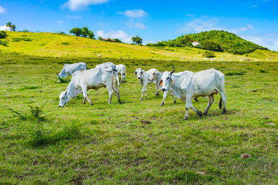 Horses in a field